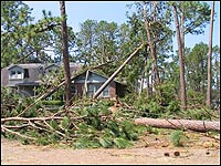 House covered with fallen trees.