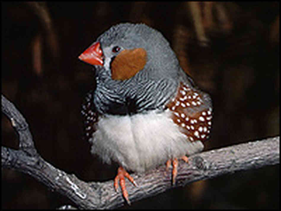 Finch Finch
