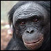Apes, Credit: Great Ape Trust