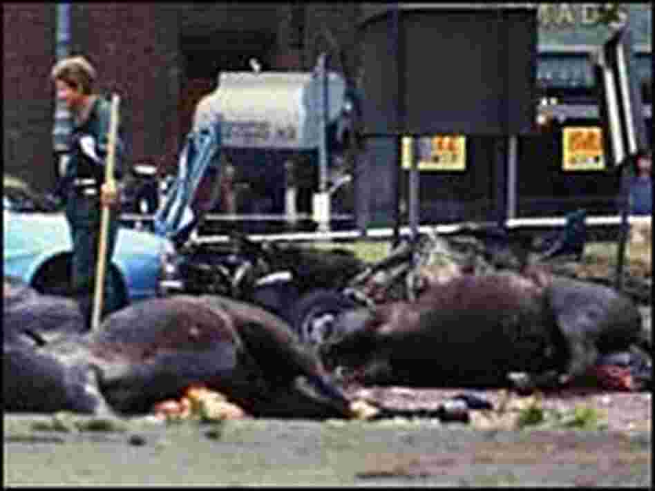 The carcasses of horses lie in the road in London's Hyde Park after an IRA car bombing July 1982 The carcasses of horses lie in the road in London's Hyde Park after an IRA car bombing July 1982