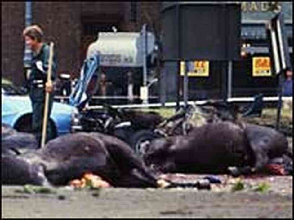 The carcasses of horses lie in the road in London's Hyde Park after an IRA car bombing July 1982 The carcasses of horses lie in the road in London's Hyde Park after an IRA car bombing July 1982