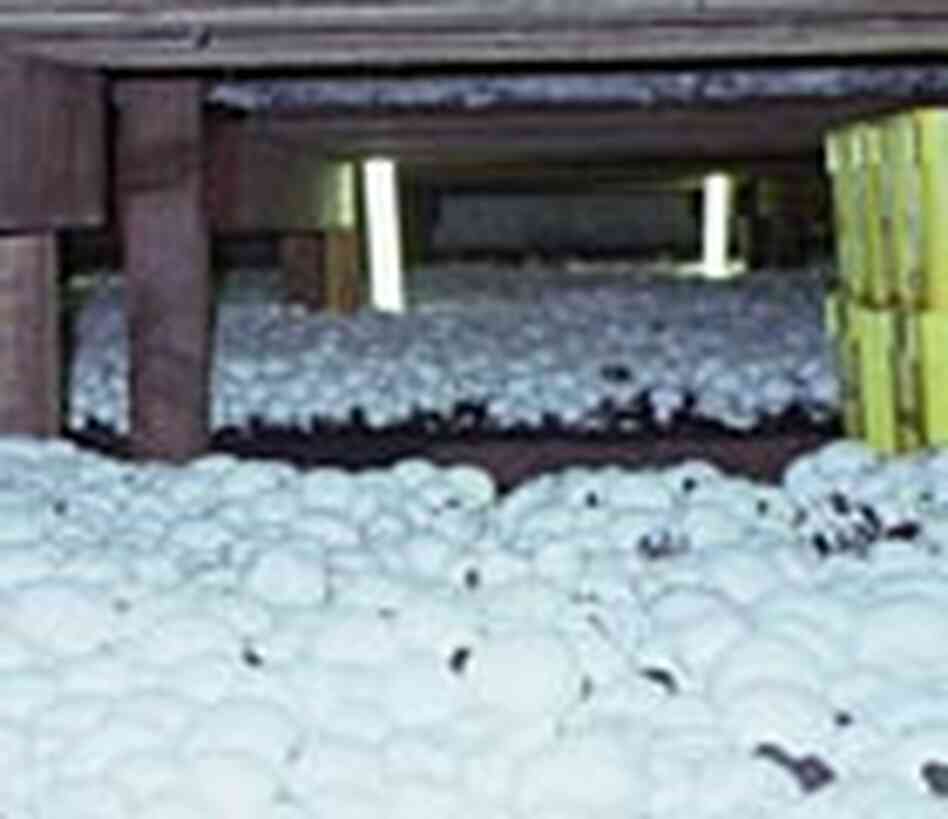 Racks of mushrooms under a greenhouse. Racks of mushrooms under a greenhouse.