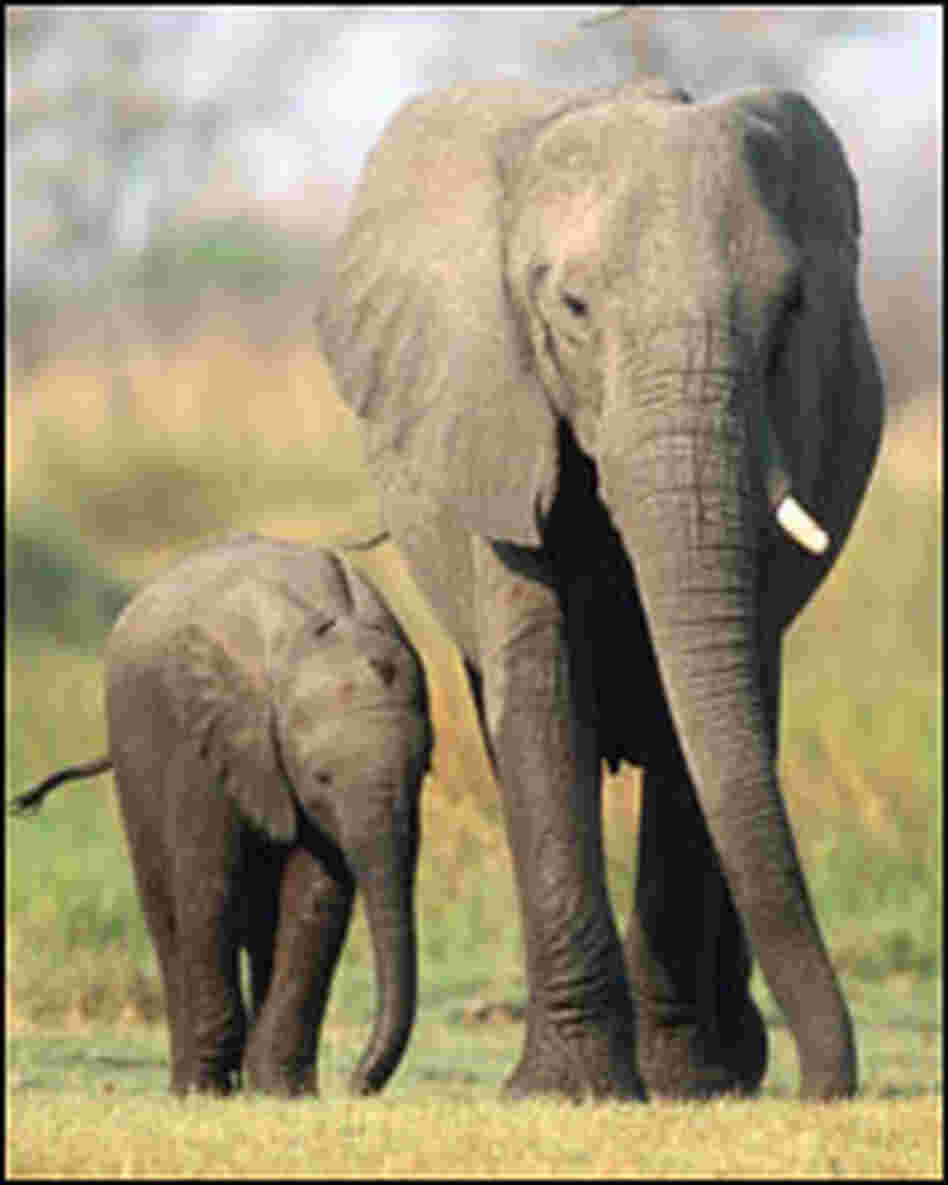 Elephant