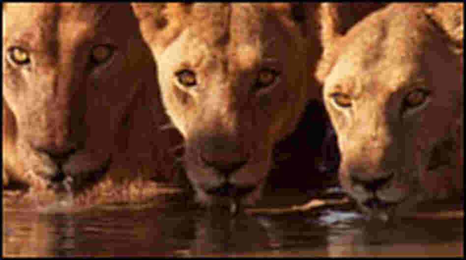 Lions