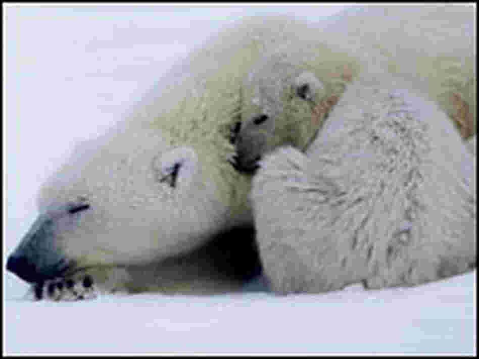 Polar Bears