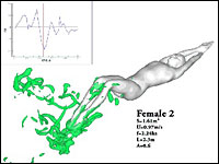 Computer-simulated animation of a female swimmer doing the dolphin kick