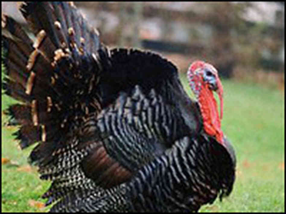 Older breeds of turkeys are being rediscovered. Older breeds of turkeys are being rediscovered.