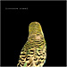 Cover for Armchair Apocrypha Cover for Armchair Apocrypha