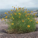 cover for the weird weeds