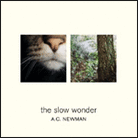 The Slow Wonder The Slow Wonder