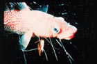 Cod fish stuck in net