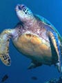 Green Turtle