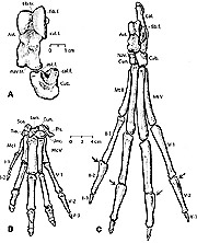 Illustration of ankle bones