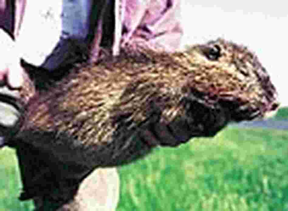 Nutria USGS Nutria USGS