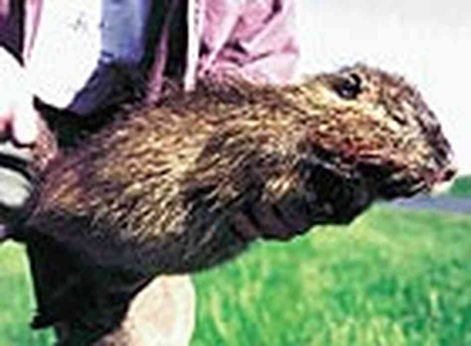 Nutria USGS Nutria USGS