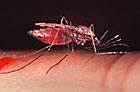 Aedes Mosquito