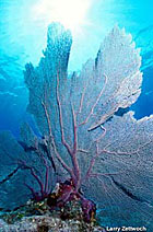 Gorgonia Ventalina