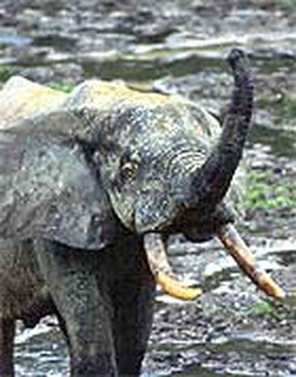 African Elephant African Elephant