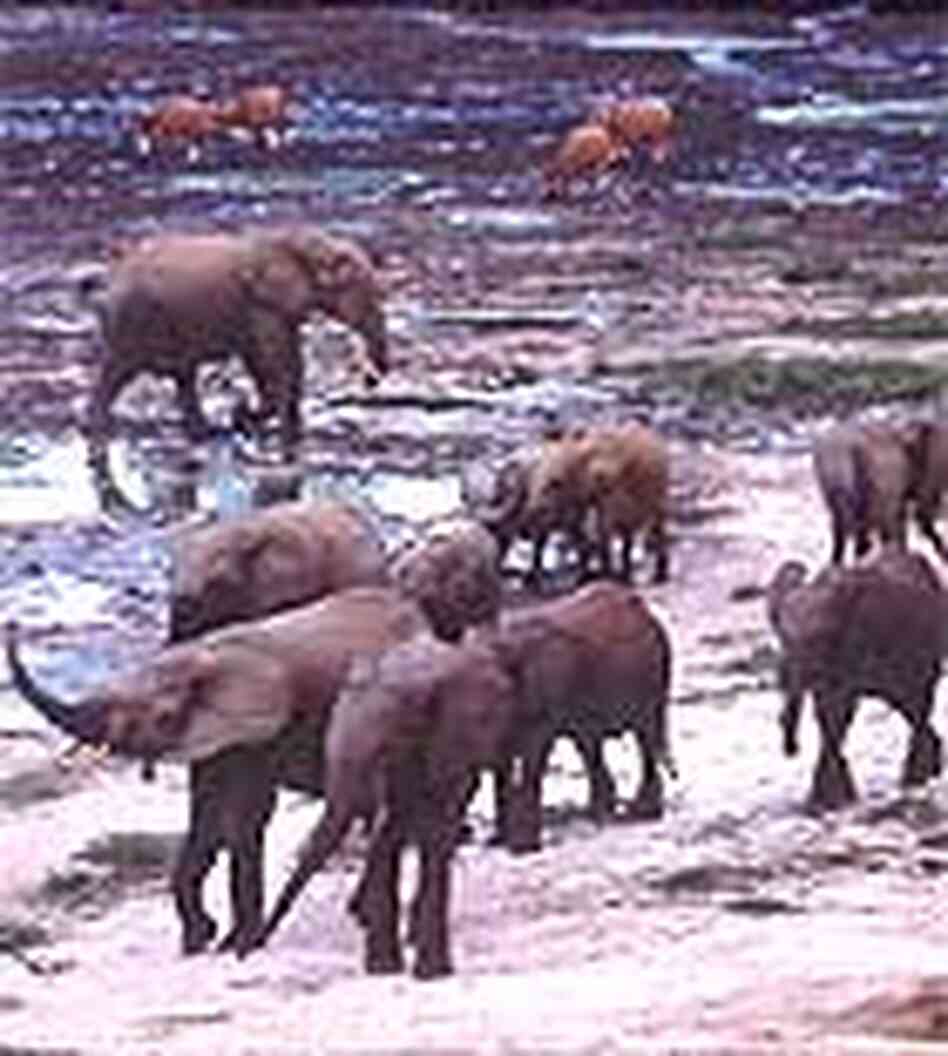 Group of Elephants Group of Elephants