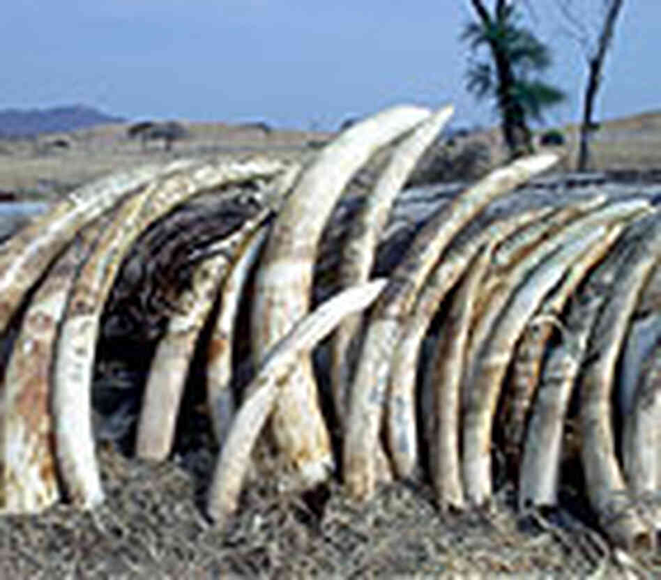 Ivory Picture Ivory Picture
