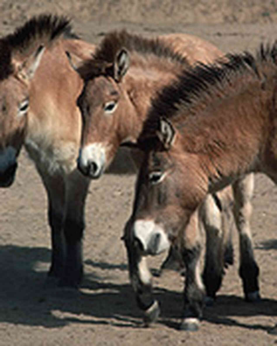 Przewalski's horses stand in the dirt at their home at the San Diego Zoo. Przewalski's horses stand in the dirt at their home at the San Diego Zoo.