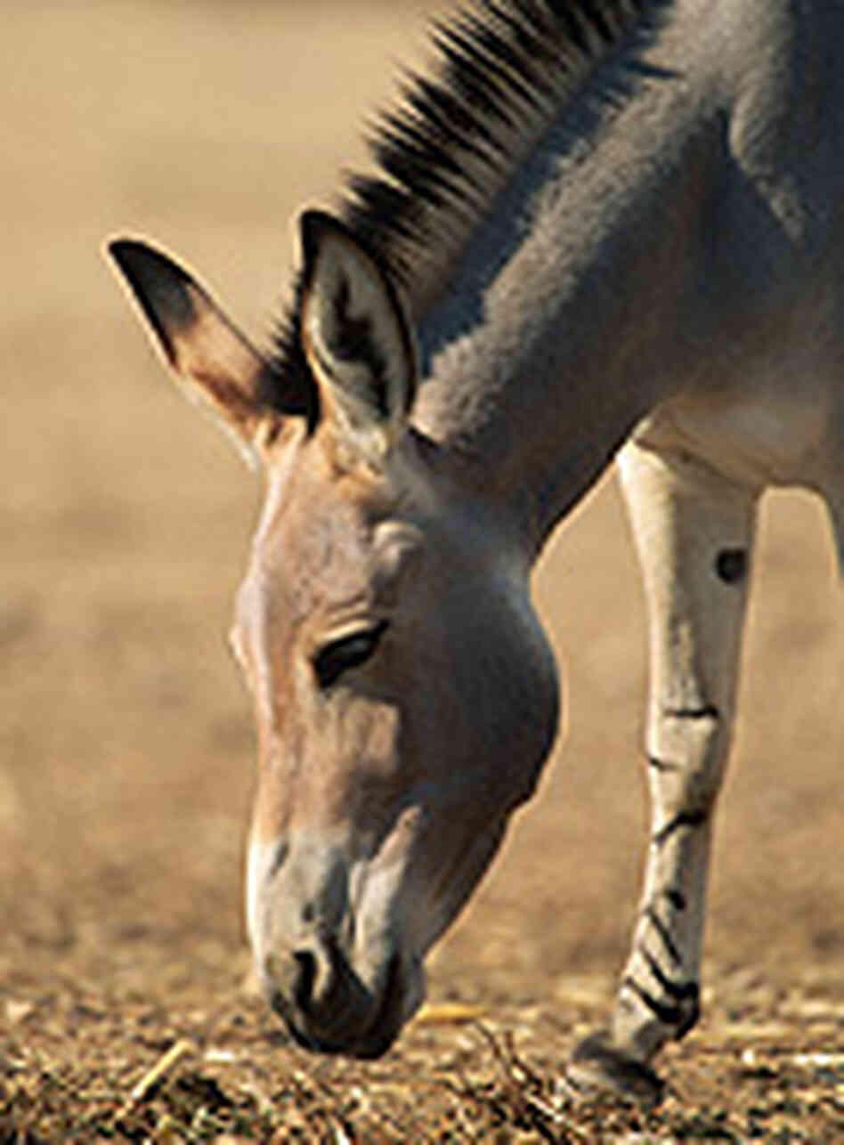 A Somali wild ass, Equus africanus somaliensis, in Israel's Hai Bar Reserve. A Somali wild ass, Equus africanus somaliensis, in Israel's Hai Bar Reserve.