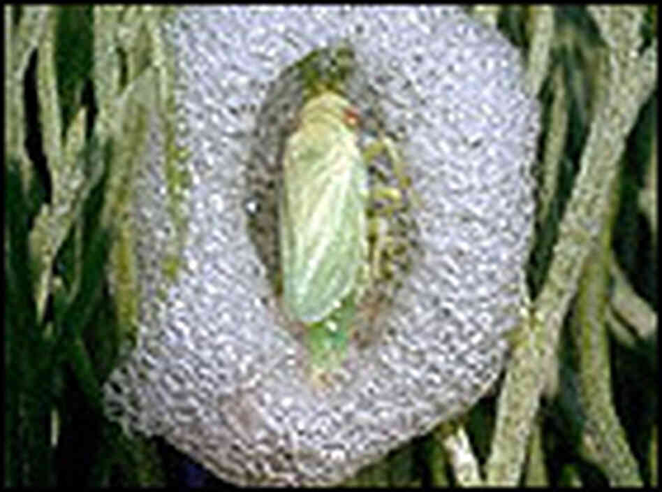 A spittle bug nymph surrounds itself with a frothy secretion. A spittle bug nymph surrounds itself with a frothy secretion.