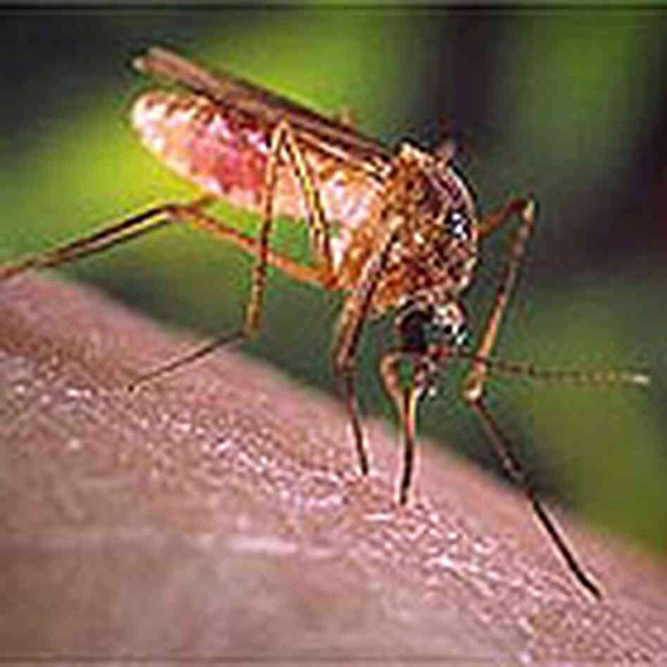 West Nile virus, spread by mosquitoes, was first detected in the United States five years ago. West Nile virus, spread by mosquitoes, was first detected in the United States five years ago.
