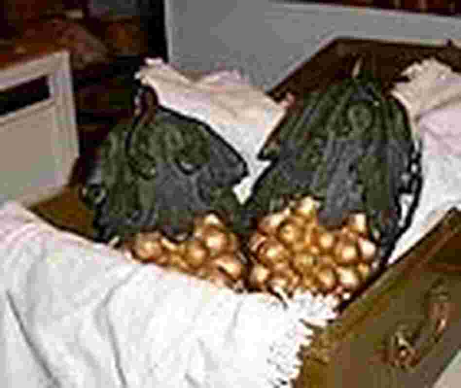 Golden-painted, wooden bunches of grapes that originally hung outside the Bunch of Grapes Tavern.