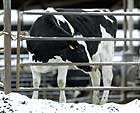 A quarantined Holstein cow at the Sunny Dene Ranch in Mabton, Wash.