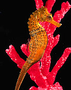 longsnout seahorse