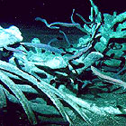 Whale skeleton
