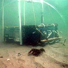 Lobster trap with video camera