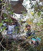 Emilio Manzilia and his son Wilbert pick through brush to harvest cochineals.