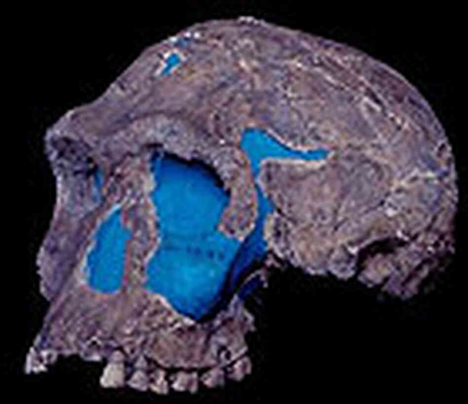 Homo+Habilis+Tools caption homo habilis or handy man stone tools found near h habilis ...