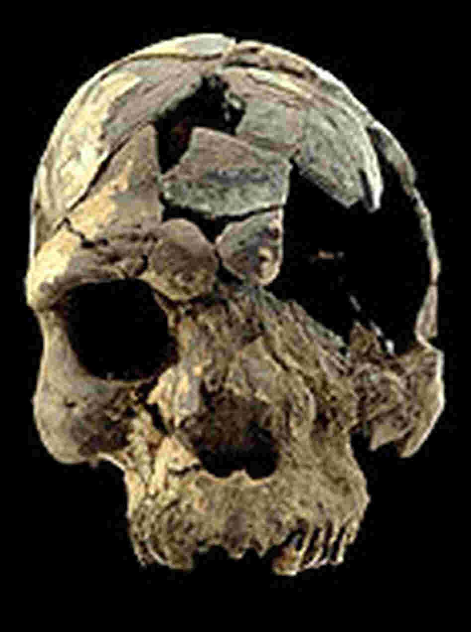 Idaltu skull fossil Idaltu skull fossil
