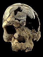 Idaltu skull fossil