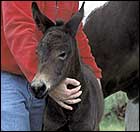 The world's first mule clone, Idaho Gem.
