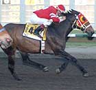 Idaho Gem's brother, Taz, a champion racing mule.