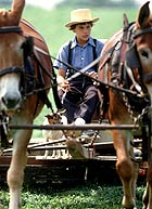 An Amish boy rides on a horse-drawn mover in Lancaster County, Penn.