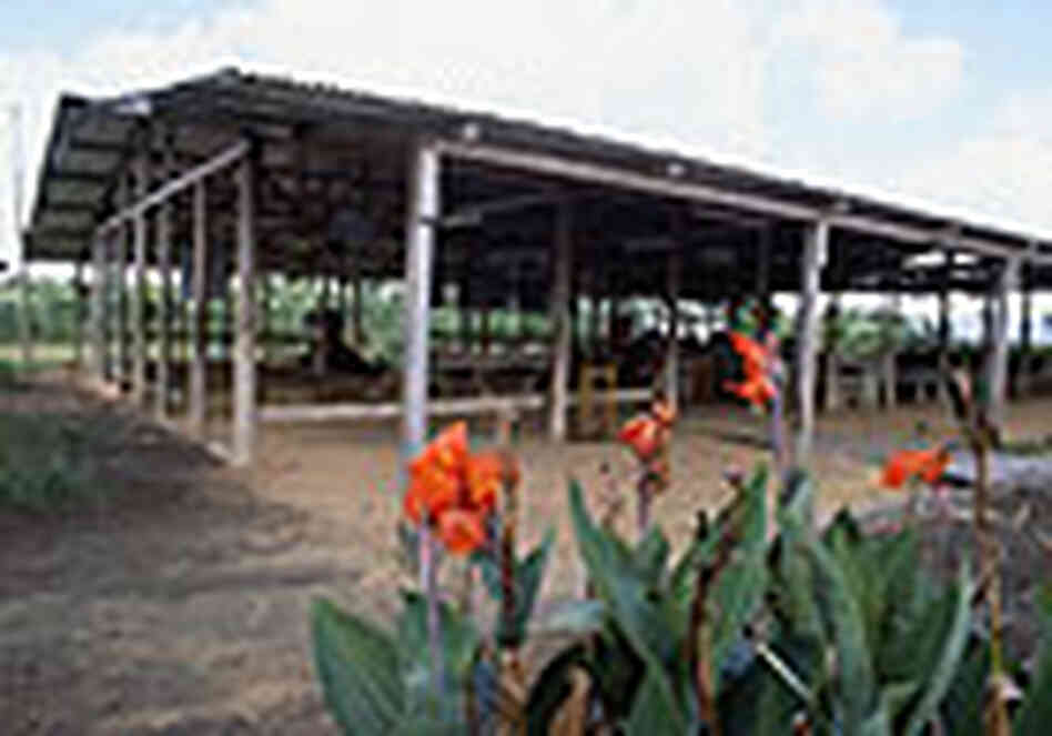The main Jonestown pavilion, where Jim Jones delivered long, haranguing sermons late into the night. The main Jonestown pavilion, where Jim Jones delivered long, haranguing sermons late into the night.