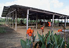 The main Jonestown pavilion, where Jim Jones delivered long, haranguing sermons late into the night.