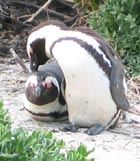 pair of penguins