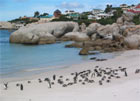 Penguins in the Suburbs of Cape Town, South Africa