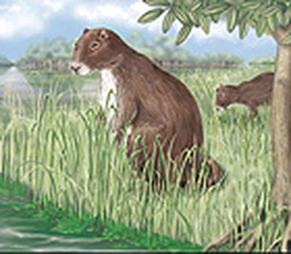 An artist's reconstruction of Phoberomys pattersoni, a 7-foot-tall rodent that lived 8 million year An artist's reconstruction of Phoberomys pattersoni, a 7-foot-tall rodent that lived 8 million year