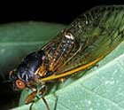 An adult cicada on a leaf