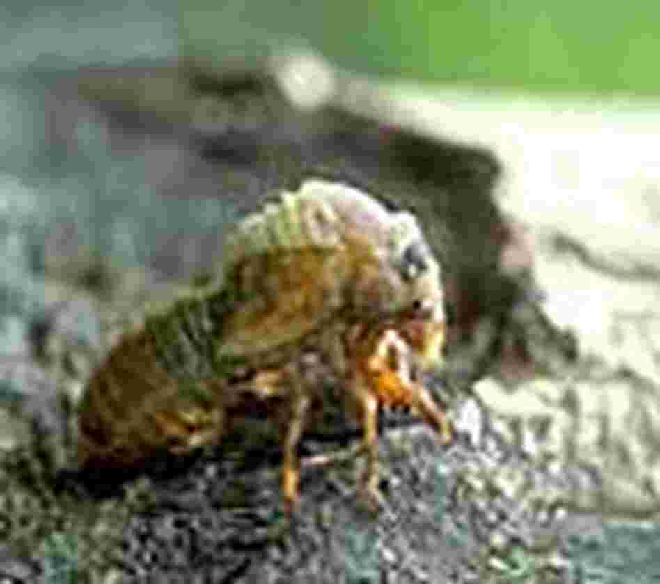 A cicada emerging A cicada emerging