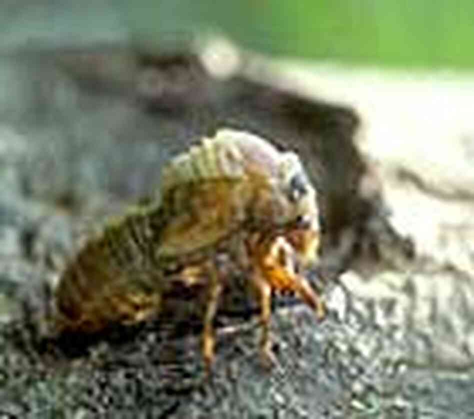 A cicada emerging A cicada emerging