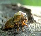 A cicada emerging
