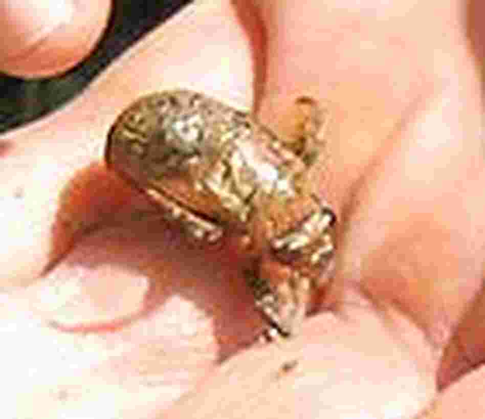 A cicada nymph A cicada nymph